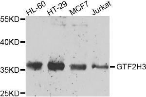 Western blot analysis of extracts of various cell lines, using GTF2H3 antibody (ABIN5974322) at 1/1000 dilution. (GTF2H3 anticorps)