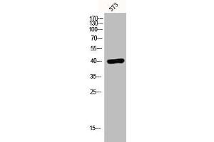 Western Blot analysis of 3T3 cells using EDG-7 Polyclonal Antibody (LPAR3 anticorps  (C-Term))