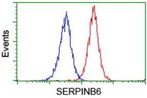 Image no. 2 for anti-serpin Peptidase Inhibitor, Clade B (Ovalbumin), Member 6 (SERPINB6) antibody (ABIN1500892) (SERPINB6 anticorps)