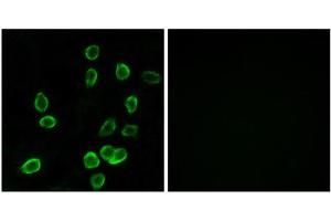 Immunofluorescence (IF) image for anti-ATP Synthase, H+ Transporting, Mitochondrial Fo Complex, Subunit C3 (Subunit 9) (ATP5G3) (N-Term) antibody (ABIN1850826) (ATP5G3 anticorps  (N-Term))
