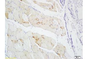 Formalin-fixed and paraffin embedded rat skin labeled with Anti-S100A4 Polyclonal Antibody, Unconjugated (ABIN703706) at 1:200 followed by conjugation to the secondary antibody and DAB staining (s100a4 anticorps  (AA 15-101))
