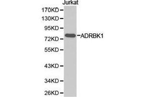 Western Blotting (WB) image for anti-Adrenergic, Beta, Receptor Kinase 1 (ADRBK1) antibody (ABIN1870847)