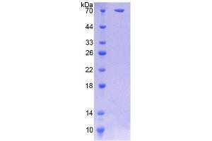 SDS-PAGE (SDS) image for N-Sulfoglucosamine Sulfohydrolase (SGSH) (AA 21-389) protein (His tag,GST tag) (ABIN6237203)