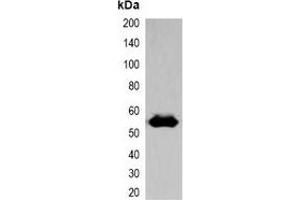 Western blot analysis of over-expressed EBFP-tagged protein in 293T cell lysate. (eBFP/BFP anticorps)