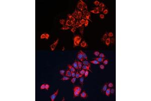 Immunofluorescence analysis of HeLa cells using GN Polyclonal Antibody (ABIN7267538) at dilution of 1:100 (40x lens).