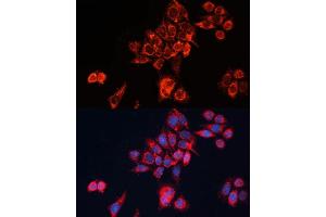 Immunofluorescence analysis of HeLa cells using GN Polyclonal Antibody (ABIN7267538) at dilution of 1:100 (40x lens). (GNAI2 anticorps  (AA 1-355))