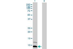 Western Blot analysis of PPBP expression in transfected 293T cell line by PPBP MaxPab polyclonal antibody. (CXCL7 anticorps  (AA 1-128))