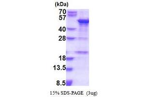 SDS-PAGE (SDS) image for Small Nuclear RNA Activating Complex, Polypeptide 1, 43kDa (SNAPC1) (AA 1-368) protein (His tag) (ABIN5853884)