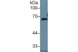 Western Blot; Sample: Human Hela cell lysate; Primary Ab: 1µg/ml Rabbit Anti-Mouse FBLN5 Antibody Second Ab: 0.