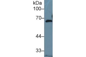 Western Blot; Sample: Human Hela cell lysate; Primary Ab: 1µg/ml Rabbit Anti-Mouse FBLN5 Antibody Second Ab: 0.