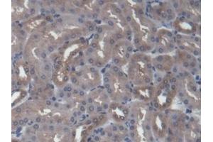 Detection of FMO2 in Mouse Kidney Tissue using Polyclonal Antibody to Flavin Containing Monooxygenase 2, Non Functional (FMO2)