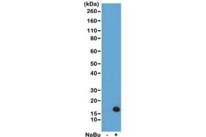 Western blot of acid extracts from HeLa cells untreated (-) or treated (+) with sodium butyrate using recombinant H3K4ac antibody at 0. (Recombinant Histone 3 anticorps  (acLys4))