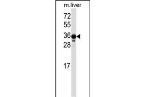 LIMS2 Antibody (C-term) (ABIN657520 and ABIN2846542) western blot analysis in mouse liver tissue lysates (35 μg/lane). (LIMS2 anticorps  (C-Term))