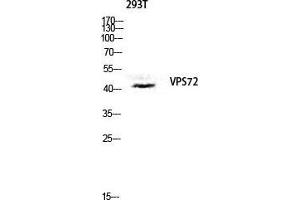 Western Blot (WB) analysis of 293T lysis using VPS72 antibody. (VPS72 anticorps  (Internal Region))