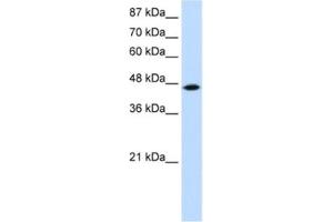 Western Blotting (WB) image for anti-tRNA Isopentenyltransferase 1 (TRIT1) antibody (ABIN2461883) (TRIT1 anticorps)