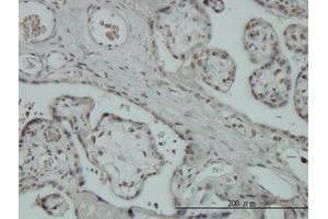Image no. 1 for anti-Zinc Finger Protein 345 (ZNF345) (AA 1-112) antibody (ABIN466194) (ZNF345 anticorps  (AA 1-112))