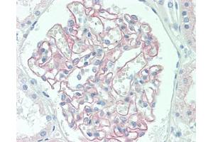 Human Kidney: Formalin-Fixed, Paraffin-Embedded (FFPE), at a concentration of 10 ug/ml.