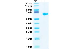 Biotinylated SARS-COV-2 Spike RBD on Tris-Bis PAGE under reduced condition.