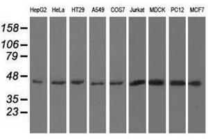 Image no. 2 for anti-U2AF Homology Motif (UHM) Kinase 1 (UHMK1) antibody (ABIN1501672) (UHMK1 anticorps)