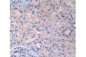 IHC-P analysis of kidney tissue, with DAB staining. (IL12A anticorps  (AA 23-219))