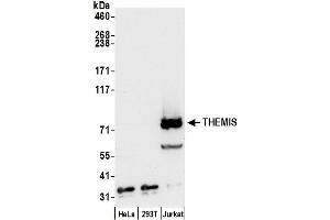anti-Thymocyte Selection Associated (THEMIS) (AA 591-641) antibody