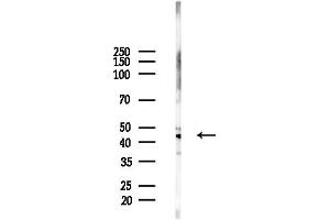 Western blot analysis of lysates from HepG2 cells(LPS,4h treatment), using COPS3 Antibody at 1/1000 dilution.