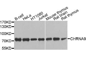 Western blot analysis of extracts of various cell lines, using CHRNA9 antibody. (CHRNA9 anticorps)