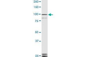 TLR9 monoclonal antibody (M04), clone 3B7 Western Blot analysis of TLR9 expression in NIH/3T3 . (TLR9 anticorps  (AA 99-215))