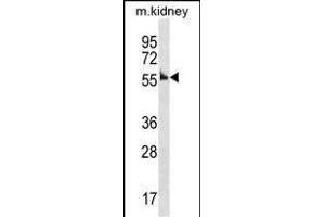Mouse Ccna1 Antibody (Center) (ABIN1537914 and ABIN2838339) western blot analysis in mouse kidney tissue lysates (35 μg/lane). (Cyclin A1 anticorps  (AA 162-188))