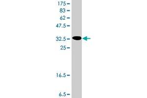 Western Blot detection against Immunogen (36.