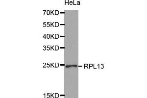 Western Blotting (WB) image for anti-Ribosomal Protein L13 (RPL13) (AA 1-211) antibody (ABIN1682571) (RPL13 anticorps  (AA 1-211))