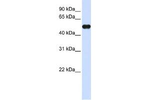 WB Suggested Anti-MNDA Antibody Titration:  0. (MNDA anticorps  (C-Term))