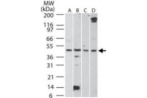 Western blot analysis of AURKA in A) HCT-116, B) human testis, C) mouse testis, and D) rat testis lysate. (Aurora A anticorps  (AA 100-150))