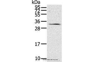 Western blot analysis of 231 cell, using STAR Polyclonal Antibody at dilution of 1:500 (STAR anticorps)