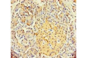 Immunohistochemistry of paraffin-embedded human pancreatic tissue using ABIN7171175 at dilution of 1:100 (SYCN anticorps  (AA 22-134))