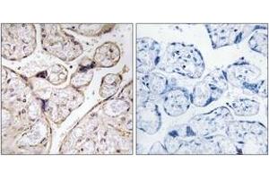 Immunohistochemistry analysis of paraffin-embedded human placenta tissue, using PHCA Antibody.