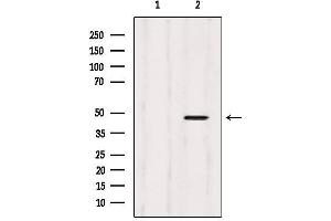 Western blot analysis of extracts from 293, using CtBP2 Antibody. (CTBP2 anticorps  (C-Term))