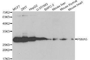 Western blot analysis of extracts of various cell lines, using PSMA5 antibody (ABIN6292510) at 1:1000 dilution. (PSMA5 anticorps)
