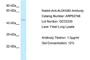 Western Blotting (WB) image for anti-Aldehyde Dehydrogenase 3 Family, Member B2 (ALDH3B2) (C-Term) antibody (ABIN2789234) (ALDH3B2 anticorps  (C-Term))