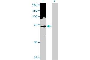Western Blot analysis of PHF1 expression in transfected 293T cell line by PHF1 MaxPab polyclonal antibody.