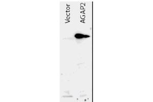 Image no. 1 for anti-ArfGAP with GTPase Domain, Ankyrin Repeat and PH Domain 2 (AGAP2) (AA 1-836), (N-Term) antibody (ABIN401036) (AGAP2 anticorps  (N-Term))