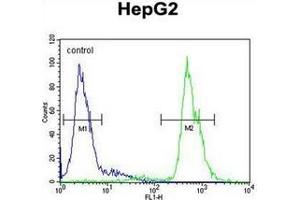 Fow cytometric analysis of HepG2 cells using MAMSTR Antibody (N-term) Cat. (MAMSTR anticorps  (N-Term))