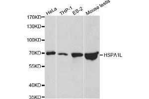 Western blot analysis of extracts of various cell lines, using HSPA1L antibody (ABIN5970952) at 1/500 dilution. (HSPA1L anticorps)