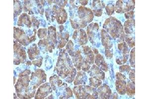 Formalin-fixed, paraffin-embedded human pancreas stained with TOP1MT antibody (TOP1MT/488). (TOP1MT anticorps)