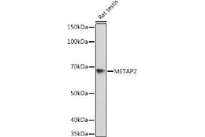 Western blot analysis of extracts of Rat testis, using MET Rabbit mAb (ABIN7268490) at 1:1000 dilution. (METAP2 anticorps)