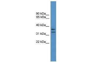 Western Blot showing SCAMP3 antibody used at a concentration of 1-2 ug/ml to detect its target protein. (SCAMP3 anticorps  (N-Term))