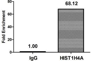 Chromatin Immunoprecipitation Hela (4*10 6 ) were treated with Micrococcal Nuclease, sonicated, and immunoprecipitated with 8 μg anti-HIST1H4A (ABIN7139153) or a control normal rabbit IgG. (HIST1H4A anticorps  (acLys12))