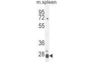 Western blot analysis in mouse spleen tissue lysates (35ug/lane) using Interleukin-17B / IL17B  Antibody . (IL17B anticorps  (Middle Region))