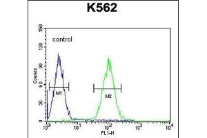 Z Antibody (N-term) (ABIN654465 and ABIN2844198) flow cytometric analysis of K562 cells (right histogram) compared to a negative control cell (left histogram).
