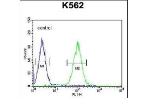Z Antibody (N-term) (ABIN654465 and ABIN2844198) flow cytometric analysis of K562 cells (right histogram) compared to a negative control cell (left histogram). (ZNF169 anticorps  (N-Term))